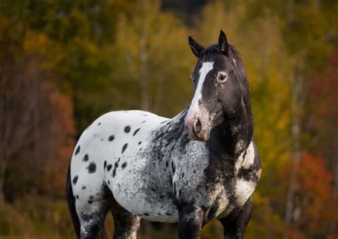 What’s In A Spot: Appaloosa Coat Genetics – iHeartHorses.com