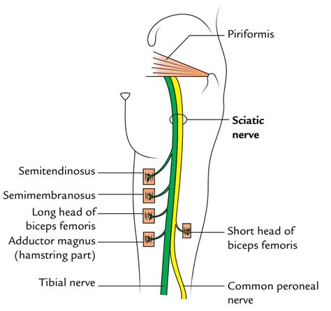 Sciatic Nerve – Earth's Lab