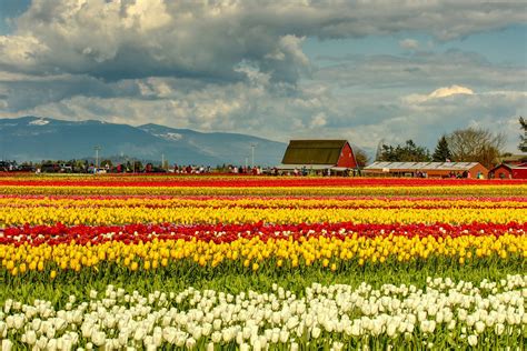 Skagit Valley Tulip Festival Bloom Map - Map Of The World