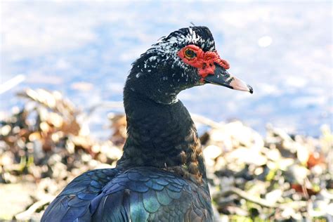 City Commission to Vote on Muscovy Duck Removal Plan · the32789