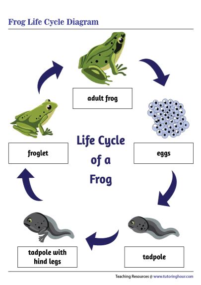 38 life cycle of frog diagram - Wiring Diagram Images