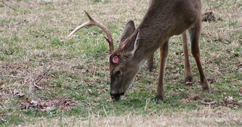 Antler shed season in full swing