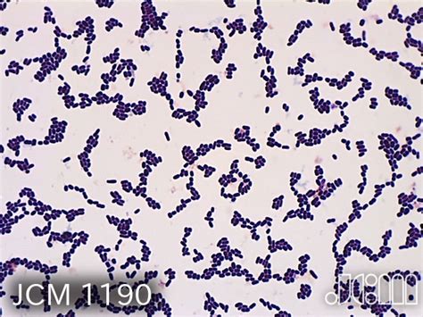 Lactobacillus Colony Morphology