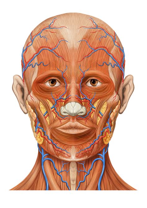 File:Head ap anatomy.jpg - Wikimedia Commons