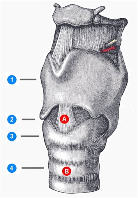 Cricoid Cartilage Anatomy