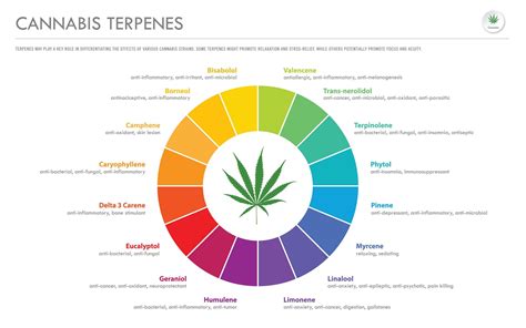 Terpene Matching | Terp Docs