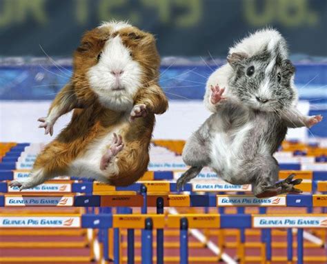 Olympic guinea pigs go for gold | Olympics and Animal