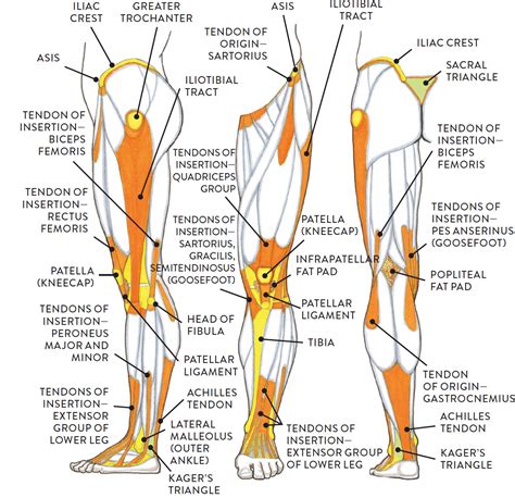 Leg Anatomy Muscles Ligaments And Tendons Leg Muscle Anatomy Function ...