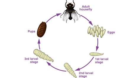 How Do Maggots Form? Maggot Facts | 24H Pest Pros