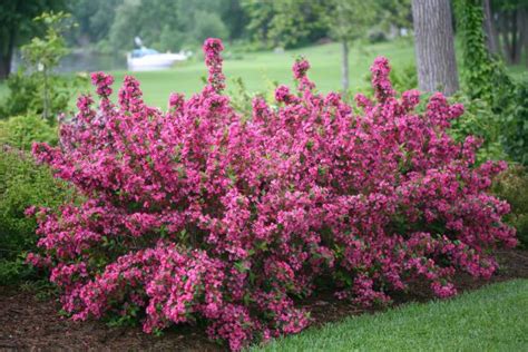 Stunning Companion Plants For Burning Bush - eloimccuf