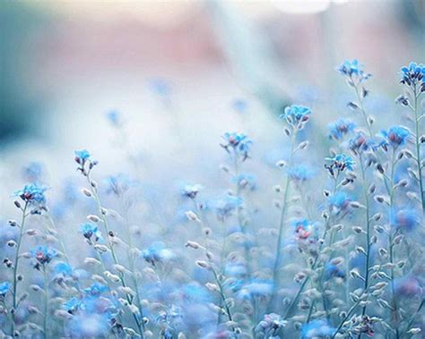 Blue Flower Wallpapers - Top Free Blue Flower Backgrounds - WallpaperAccess