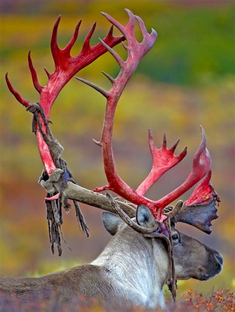 Caribou shedding velvet off of its antlers : r/HardcoreNature