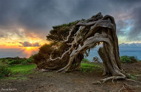 Sabina - El Hierro (Canarias) | Canarian islands, Canary islands, Tenerife