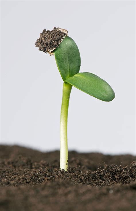 Sunflower Seed Germinating, 3 Of 5 Photograph by Nigel Cattlin - Pixels