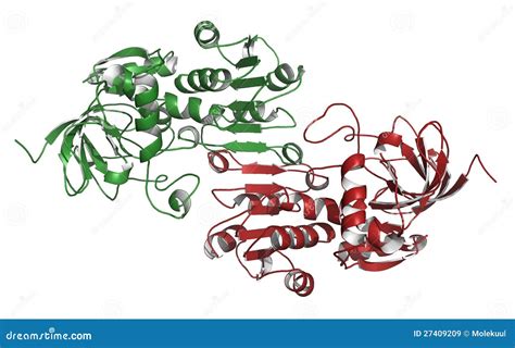 Alcohol Dehydrogenase (ADH) Enzyme Stock Illustration - Illustration of ...