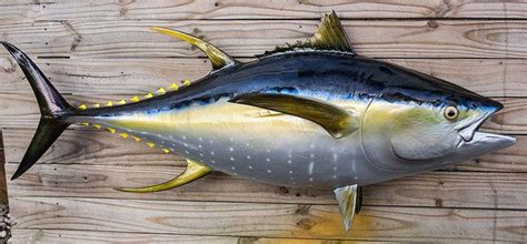 A Short Tuna Guide: Four Different Species