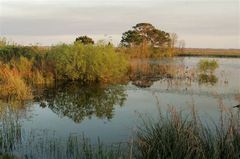 Freshwater Marshes - NatureWorks