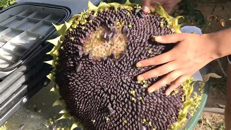 How to Harvest Sunflower Seeds? - My Heart Lives Here