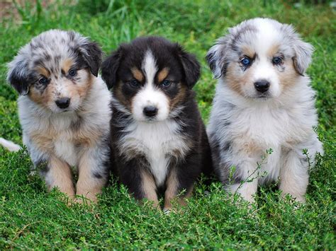 Too Cute Australian Shepherd Puppies - Pictures Of Animals 2016