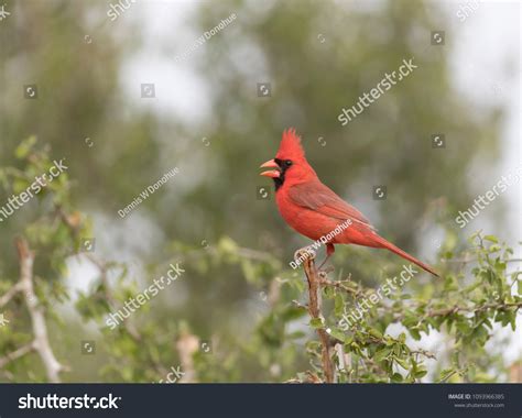 Male Northern Cardinal Southern Texas Usa Stock Photo 1093966385 ...