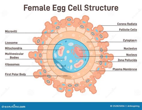 Female Egg Cell Structure. Corona Radiata, Cytoplasm And Nucleus ...