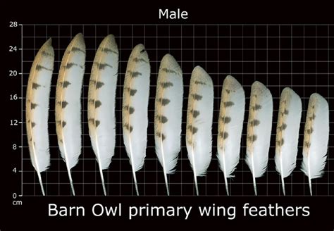 How To Identify Owl Feathers - Best Guide On Recognizing Owl Feathers ...