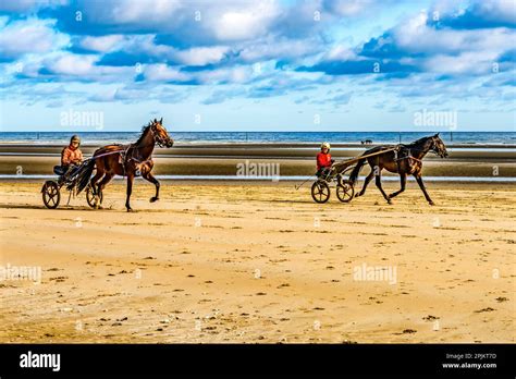 Sulkies harness racing, Utah Beach, Normandy, France. (Editorial Use ...