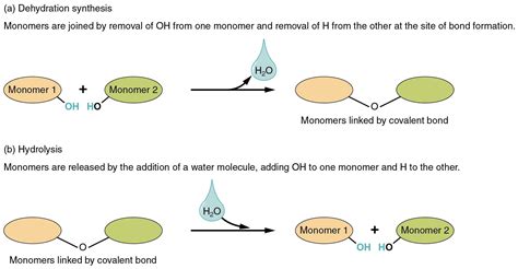 hydrolysis - Google Search | Covalent bonding, Anatomy and physiology ...