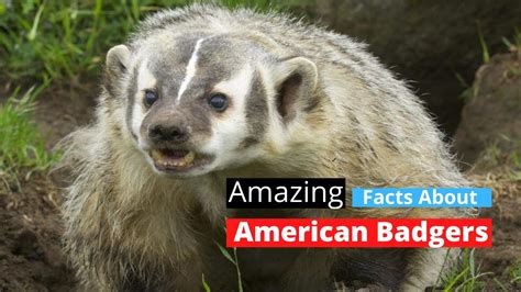 Top 15 Amazing Facts About American Badgers - YouTube