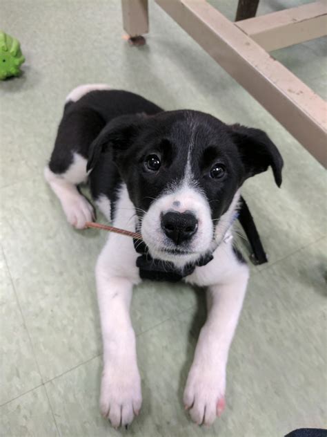 Zoey our 'Borador' puppy! https://ift.tt/2n9WC6y Cute Puppies, Dogs And ...