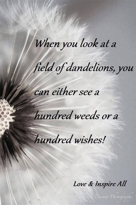 When you look at a field of dandelions, you can either see a hundred ...