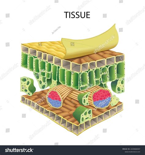 Diagram Showing Plant Tissue Systems Illustration Stock Vector (Royalty ...