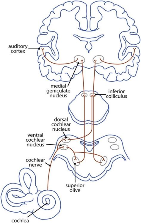 Cochlear Nerve Pathway