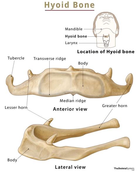 Hyoid Bone – Location, Functions, Anatomy, & Labeled Diagram