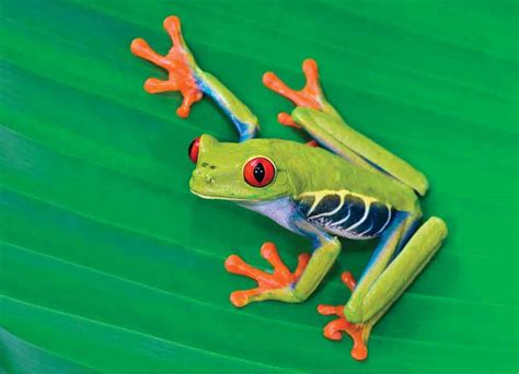 Keeping and Breeding Red-eyed Treefrogs - Reptiles Magazine