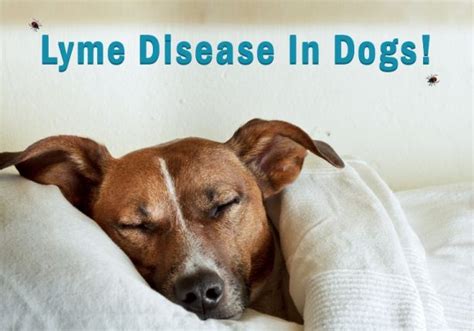 5 Clinical Symptoms Of Lyme Disease In Dogs - CanadaPetCare Blog