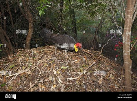 Australian Brush-turkey (Alectura lathami) on nest mound Stock Photo ...