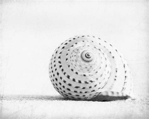 Black and White Seashell Photography beach sea shell wall