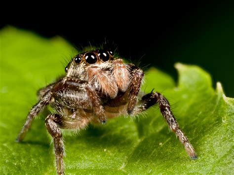 Salticidae | La Paz Group