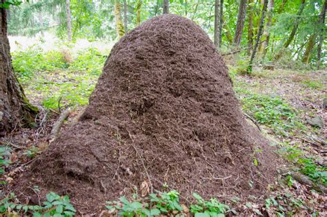 Mound Builders of the Forest: Western Thatch Ants - Trailkeepers of Oregon