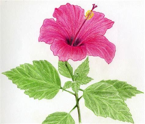 flowers for flower lovers.: flower drawing.