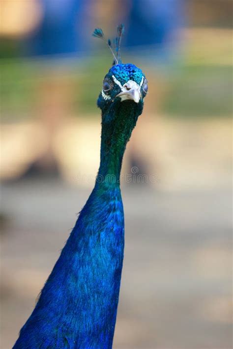 Angry Peacock Stock Photos - Free & Royalty-Free Stock Photos from ...