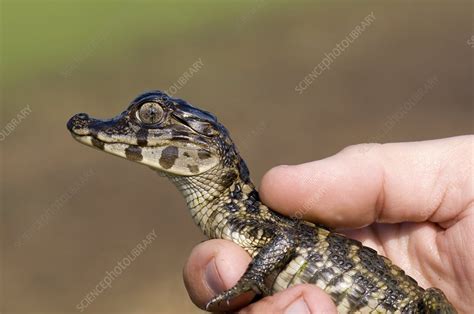 Spectacled caiman - Stock Image - C010/2467 - Science Photo Library