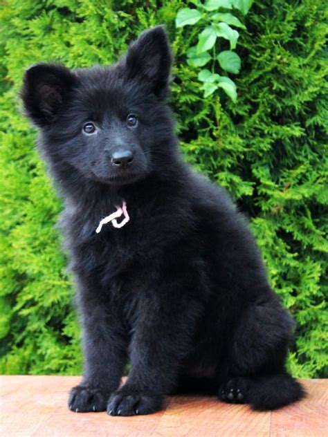 German Shepherd Dog | Wolf dog puppy, Wolf dog, Black german shepherd ...