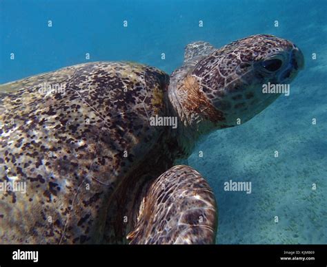 turtle in the red sea Stock Photo - Alamy