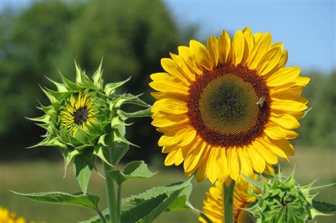 History Of The Sunflower | Nuseed Europe