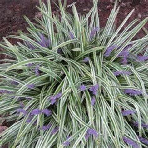 Dwarf Fairy Grass Perennial Groundcover Ophiopogon japonicus | Etsy ...