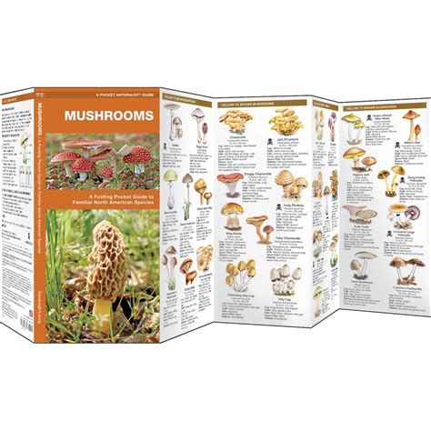 Edible Wild Mushroom Identification Guide | Mushroom Guide To North ...