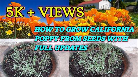 HOW TO GROW CALIFORNIA POPPY FROM SEEDS WITH FULL UPDATES in 2022 ...