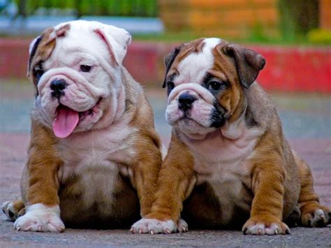 Miniature English Bulldog Info, Temperament, Puppies, Pictures